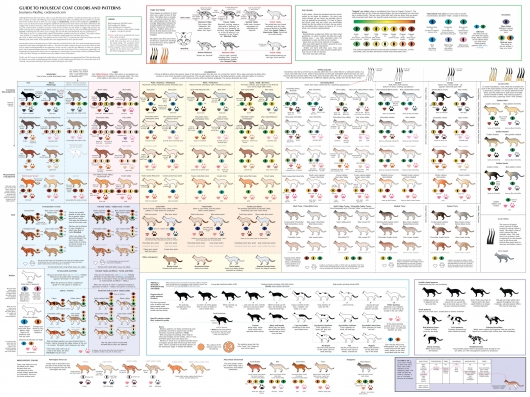 Guide to hoesecat coat colors and patterns