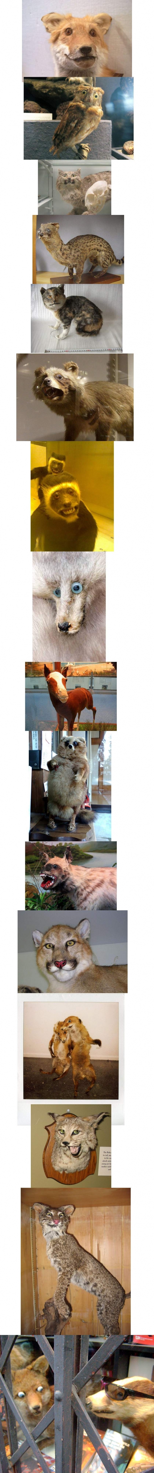 Taxidermy