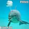 Brainfart dolphin Brainfart dolphin