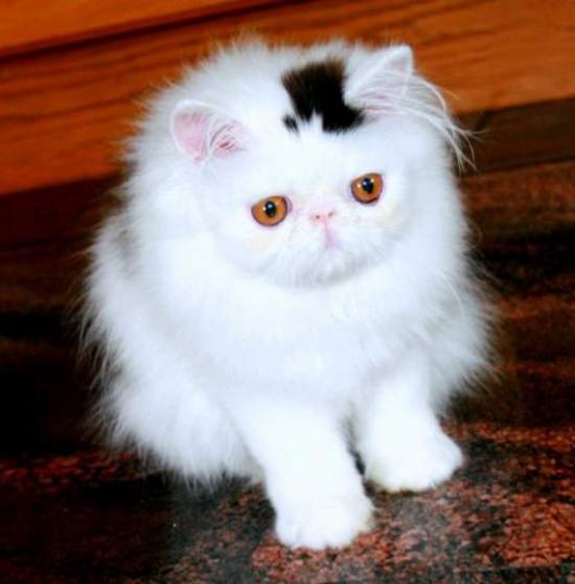Cat with permanent top-hat
