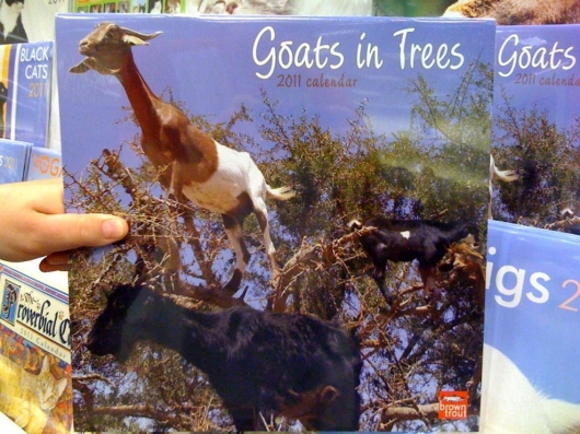 Goats in trees calendar