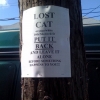 Lost cat Lost cat