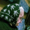 Grandmas Marijuana scarf Grandmas Marijuana scarf