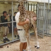 Weighing a giraffe