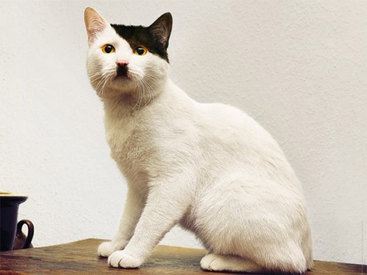 Cats that look like Hitler - Picture 0