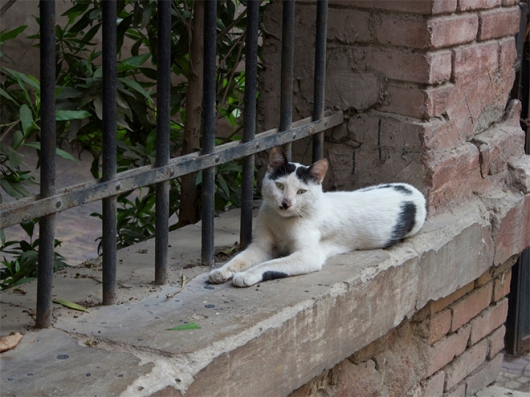 Cats that look like Hitler - Picture 10