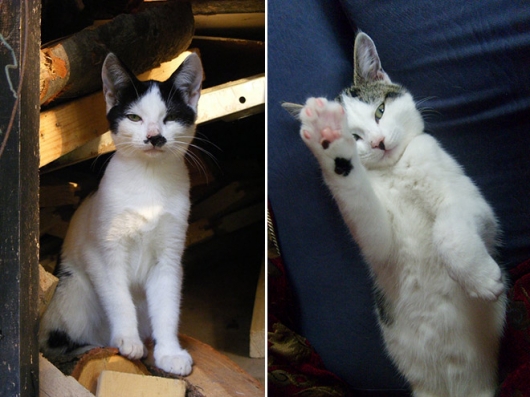 Cats that look like Hitler - Picture 11