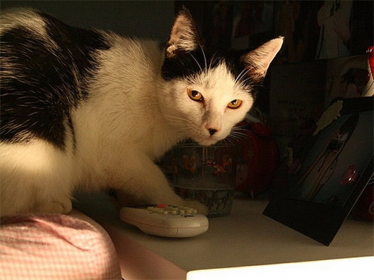 Cats that look like Hitler - Picture 12