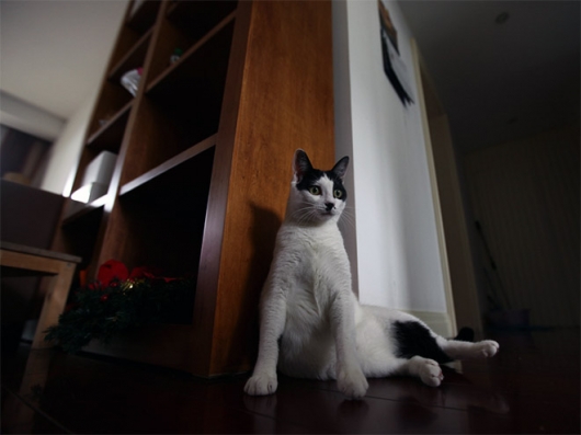Cats that look like Hitler - Picture 15