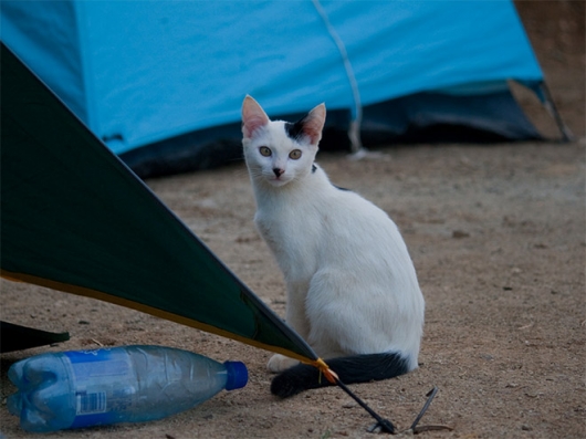 Cats that look like Hitler - Picture 16