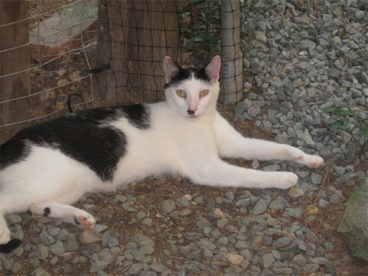 Cats that look like Hitler - Picture 18