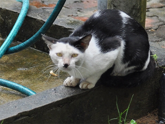 Cats that look like Hitler - Picture 19