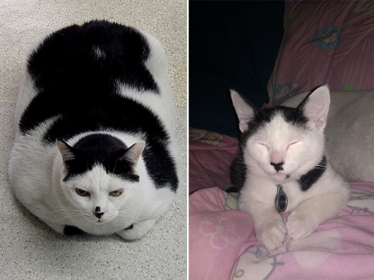 Cats that look like Hitler - Picture 3