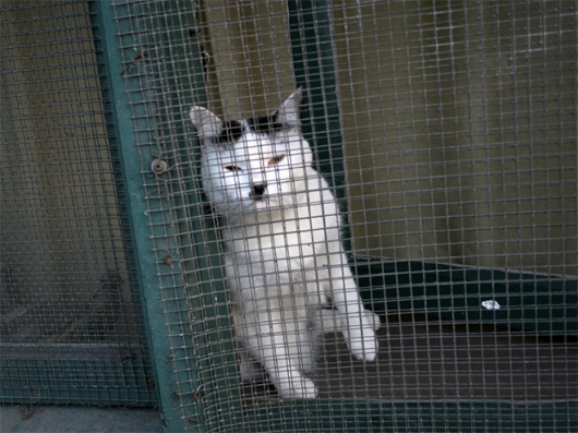 Cats that look like Hitler - Picture 4