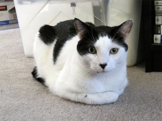 Cats that look like Hitler - Picture 5