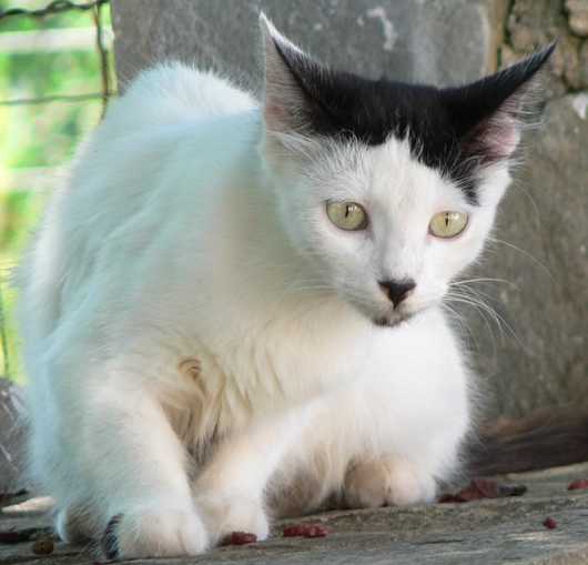 Cats that look like Hitler - Picture 6