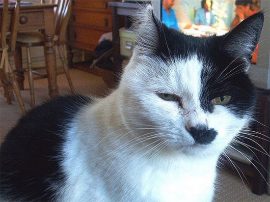 Cats that look like Hitler - Picture 7