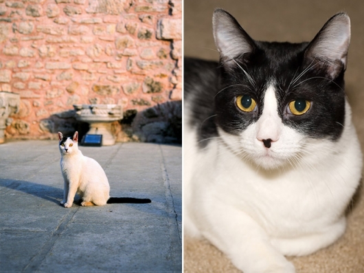 Cats that look like Hitler - Picture 8