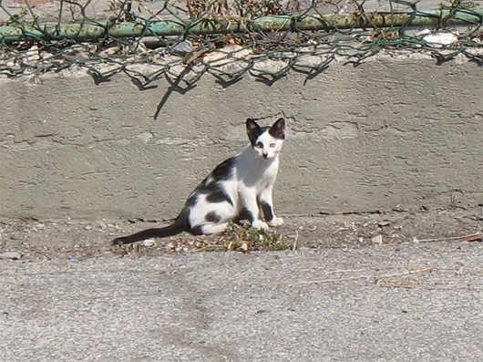 Cats that look like Hitler - Picture 9