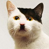 Cats that look like Hitler Cats that look like Hitler