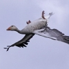Upside-down goose