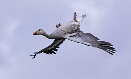 Upside-down goose