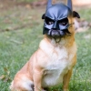 Bat pug Bat pug
