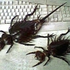 Big bugs Big bugs