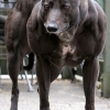 Body builder dog Body builder dog