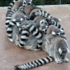 Crowded lemur