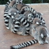 Crowded lemur Crowded lemur