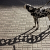 Dalmatian shadow Dalmatian shadow