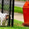 Dog fire hydrant fail Dog fire hydrant fail