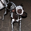 Dog skeleton costume Dog skeleton costume