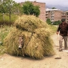Donkey carrying hay Donkey carrying hay