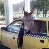 Donkey in a cab Donkey in a cab