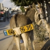 Donkey with a licence plate Donkey with a licence plate