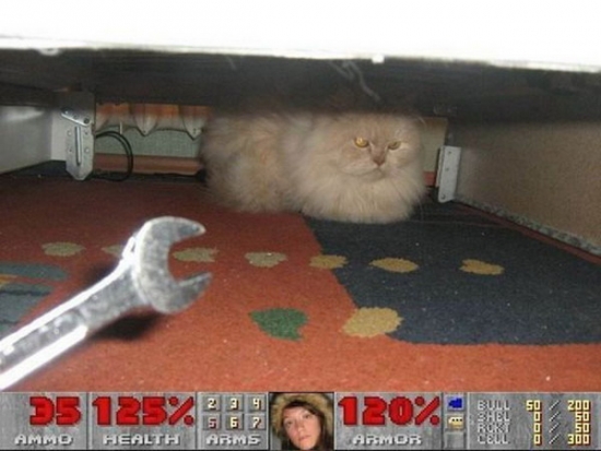 Doom with cats