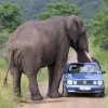 Elephant resting his trunk on a car