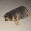 Fat dog Fat dog