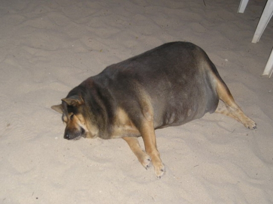 Fat dog