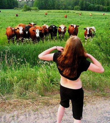 Flashing the cows
