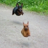 Flying dogs Flying dogs