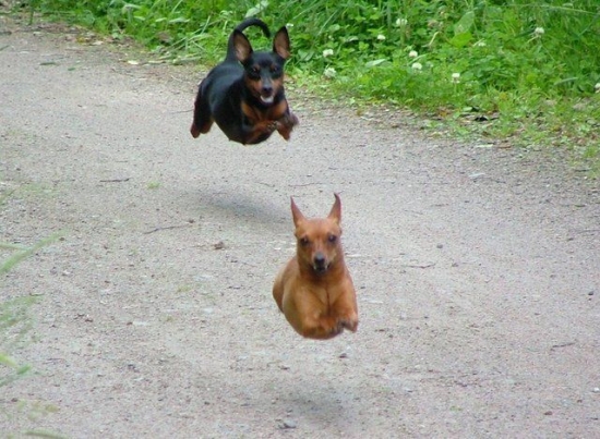 Flying dogs