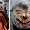 Freaky sea lion