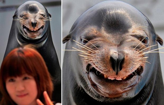 Freaky sea lion
