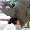 Girl giving head to an elephant Girl giving head to an elephant