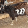 Goat no. 10