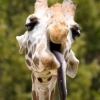 Hangover giraffe