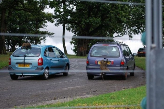 Hijacked cars